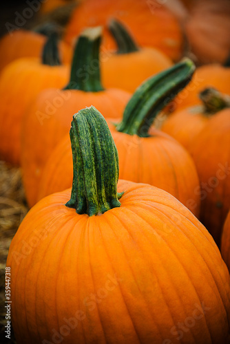 Pumpkins for sale at a pumpkin patch