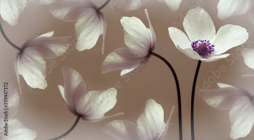 White beautiful primrose. Flowers on a green stem. Studio shot. Nature.