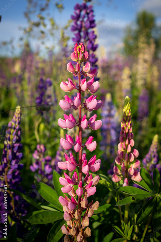 Lupine flowers in the open air, on the field, close-up. Lupine flowers in the open air, on the field, close-up.