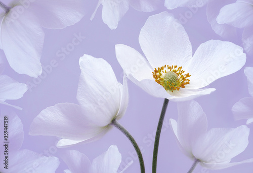 Floral background. A bouquet light purple primrose flowers. Close-up. Flower composition. Greeting card. Nature.
