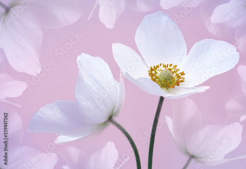 Floral background. A bouquet light pink primrose flowers. Close-up. Flower composition. Greeting card. Nature.