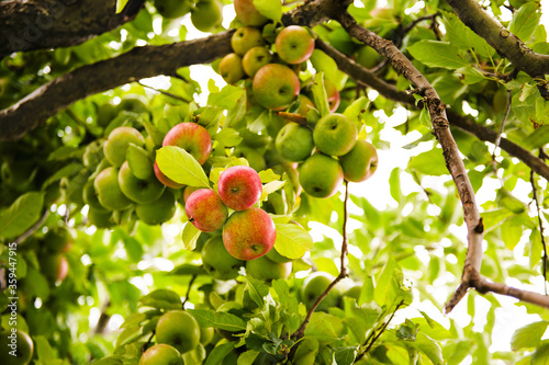 Close up of apples growing at an apple orchard 