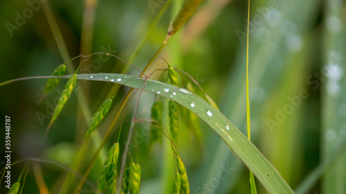 Drops of water on the green leaves of grass macro