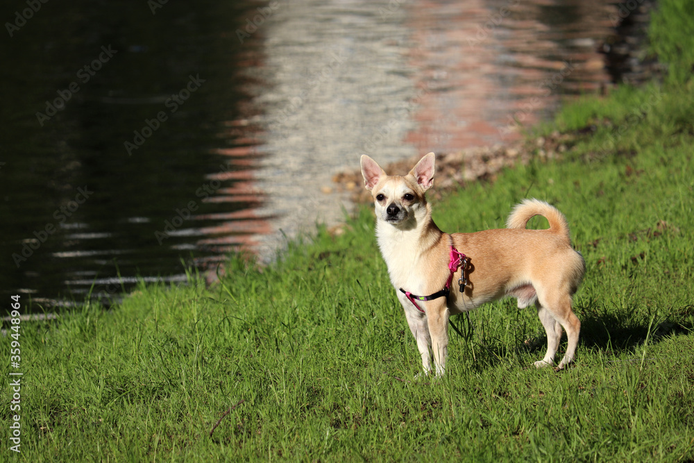 Chihuahua dog standing on the beach grass. Dog walking in summer park