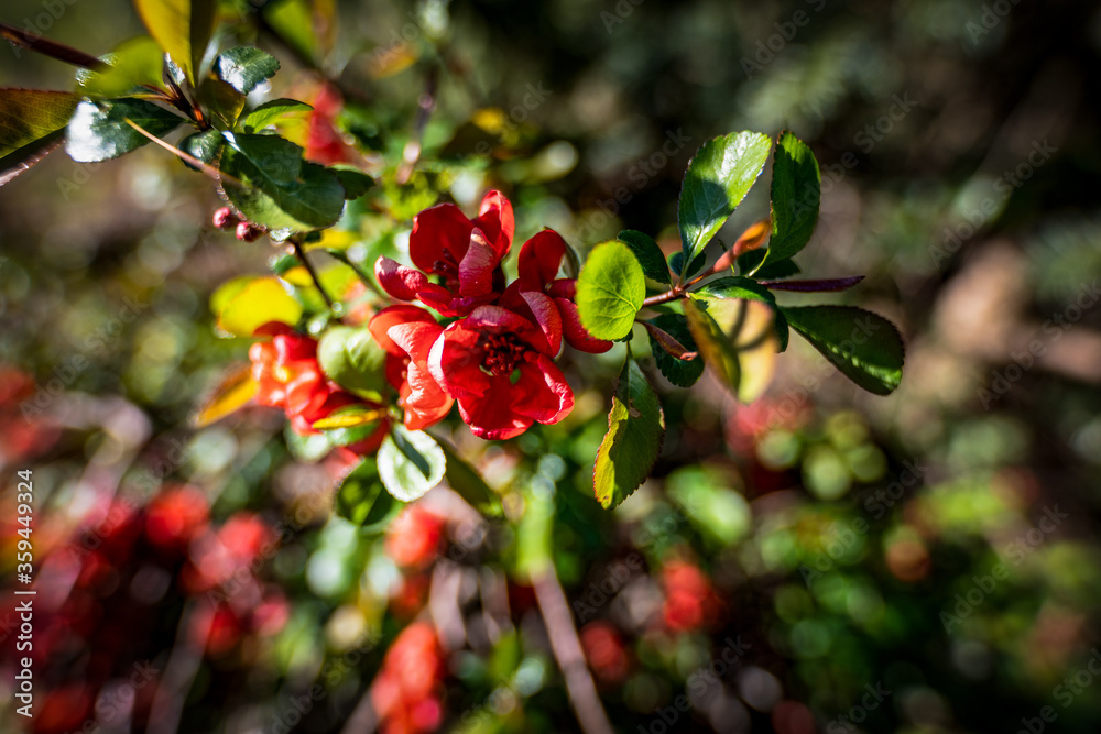 Obraz premium Gartenblumen im April