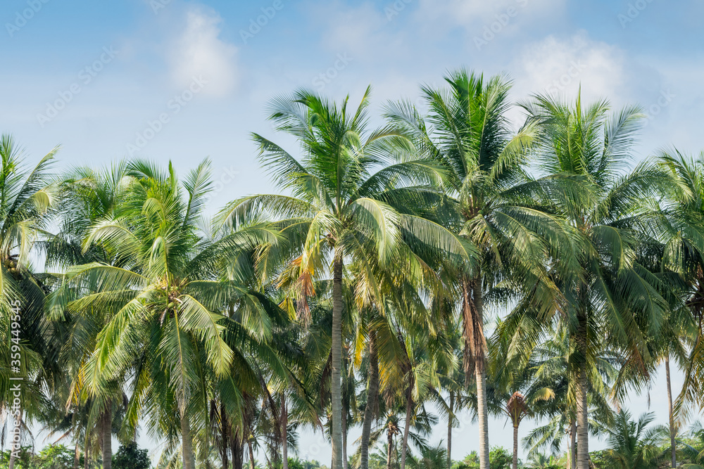Tropical coconut tree
