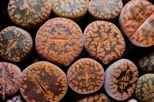 Close-up of lithops. Lithops is a genus of succulent plants in the ice plant family, Aizoaceae.