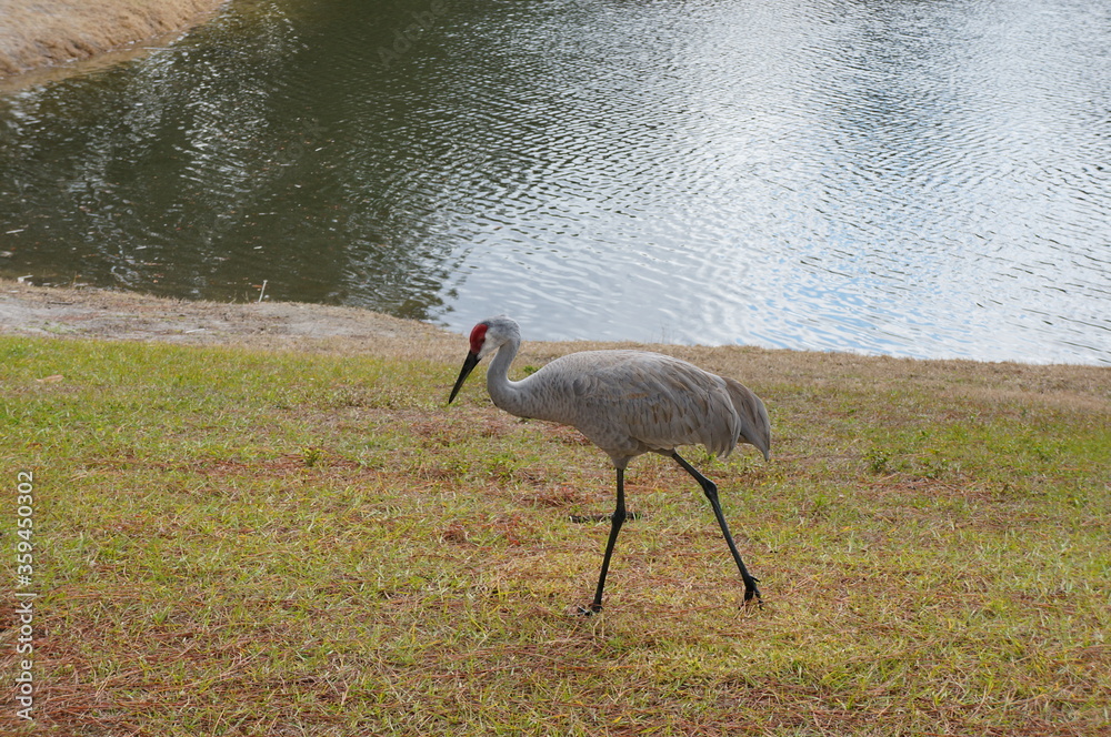Fototapeta premium sandhill crane is looking for a food in grass