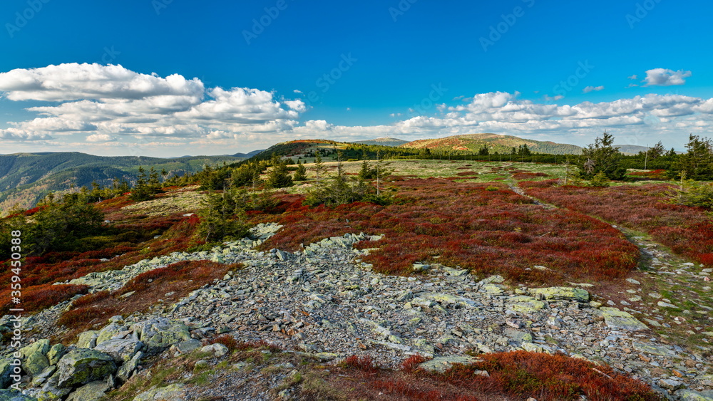 Φωτογραφία Colorful red blueberry bushes on a mountain ridge, Jeseniky, Czech Republic