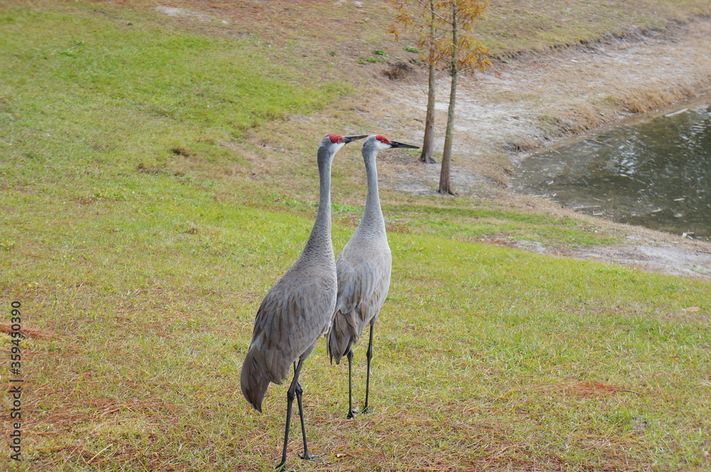 Fototapeta premium sandhill crane couple are looking for a food in grass