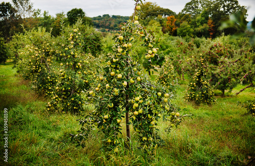 Green apples growing at an apple orchard 