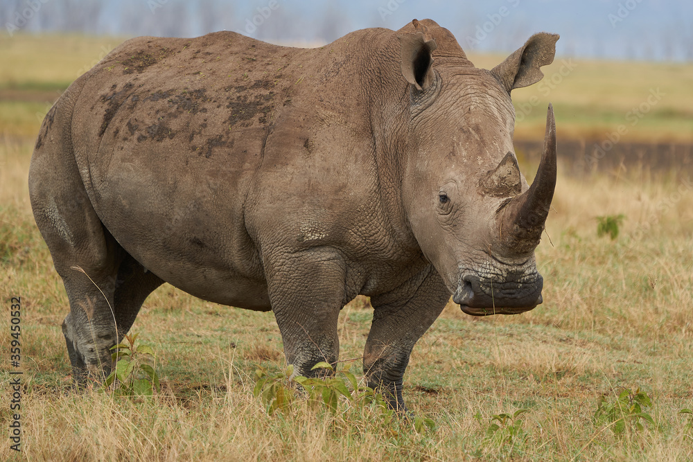 Fototapeta premium Rhino - Rhinoceros with Bird White rhinoceros Square-lipped rhinoceros Ceratotherium simum 