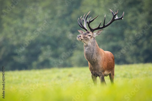 Alert red deer, cervus elaphus, stag standing on hay field with green grass in autumn. Animal wildlife in nature from front view with copy space. Mammal with large antlers and brown fur.