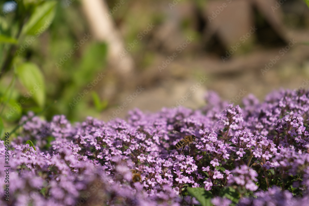Bee sitting in flowers