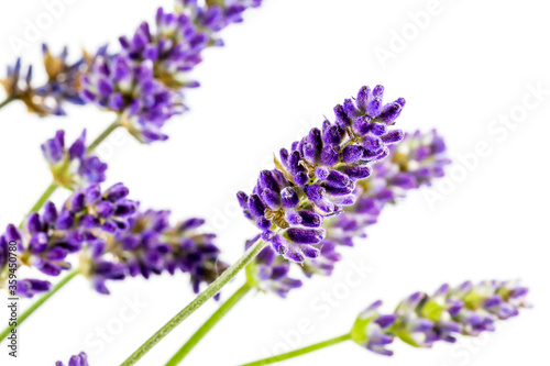 beautiful true lavender isolated on white background