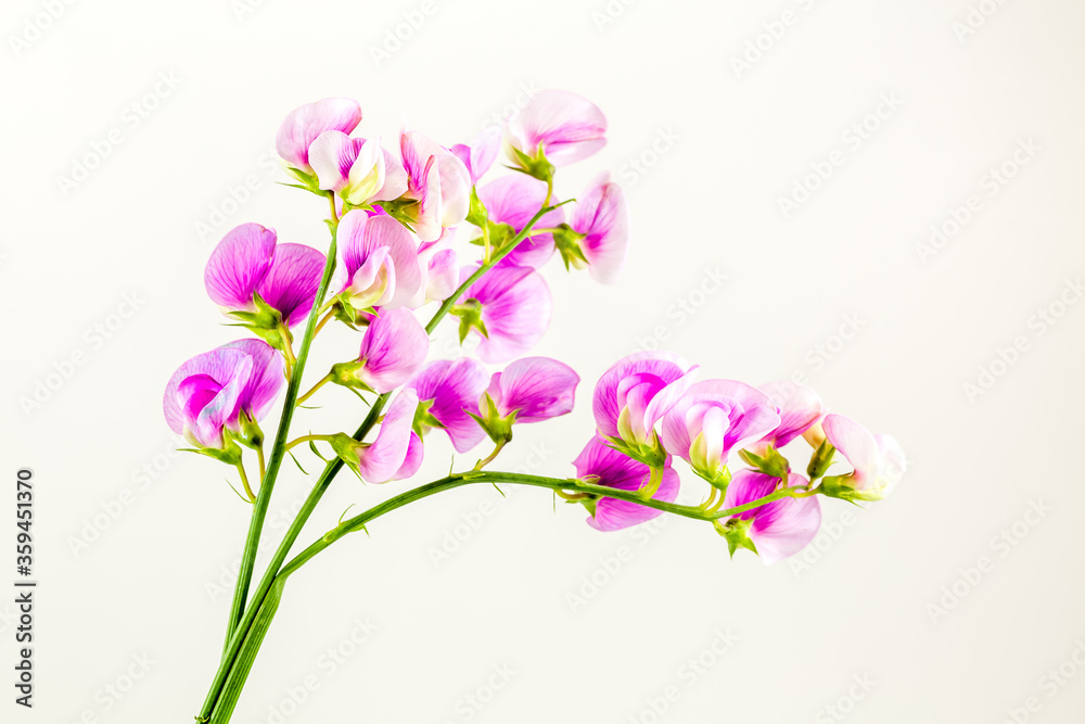 beautiful vicia flower isolated on white background