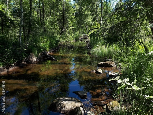 Reflection of trees and plants in the crystal clear river - Oslo, Sognsvann  photo