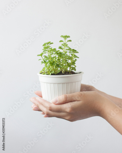 Close up hands holding small plant.