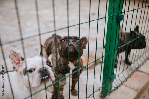 Beautiful dogs breed French Bulldog in a cage © Dragica