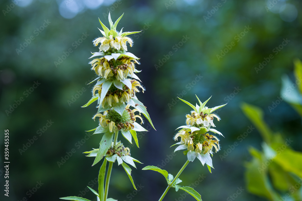 Bee Balm Bee Balm