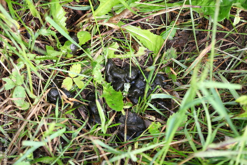 Fresh whitetail deer droppings on forest floor during summer 
