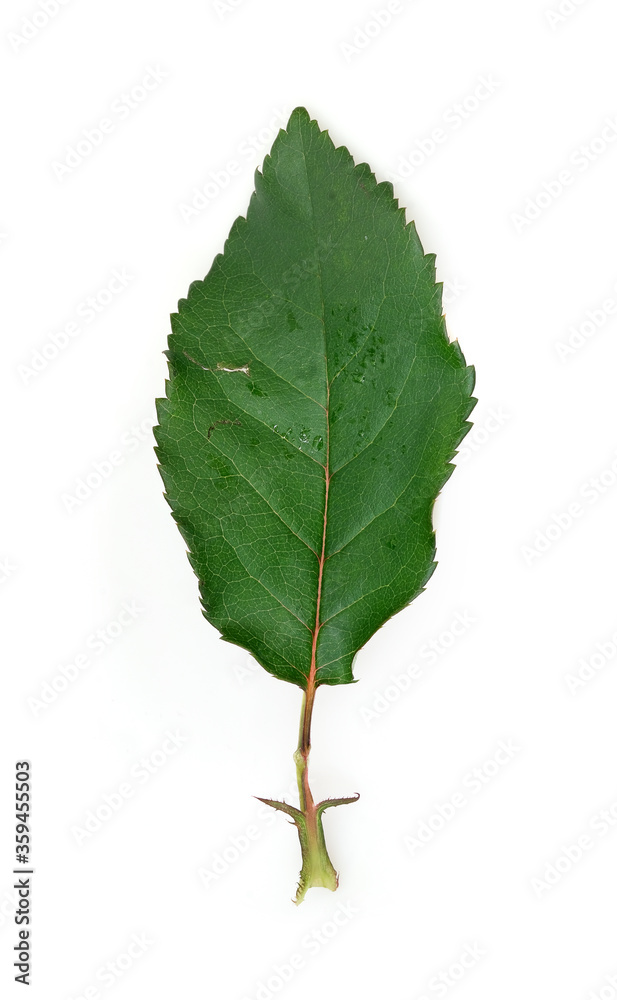 Rose leaf isolated on white background