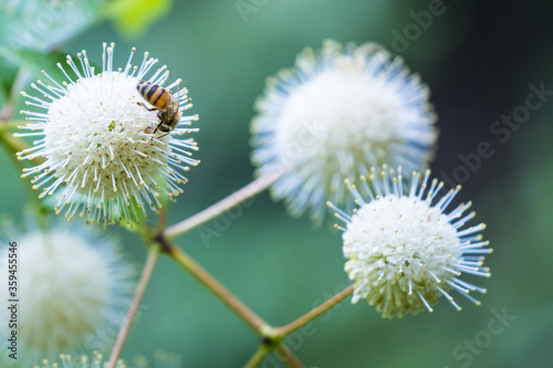 Common buttonbush photo