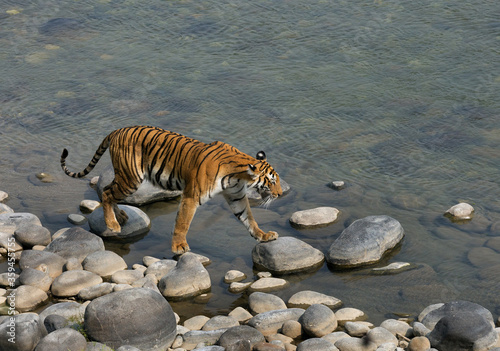 Tigress walking on the boulders of Ramganga river at Jim Corbett Tiger reserve © Dr Ajay Kumar Singh