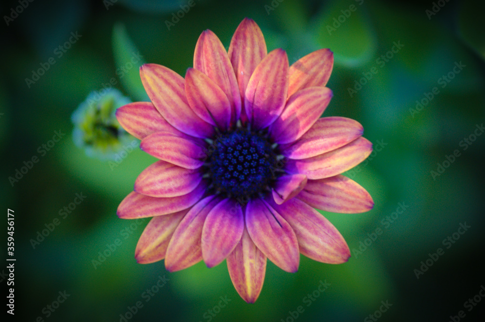Flower Flower