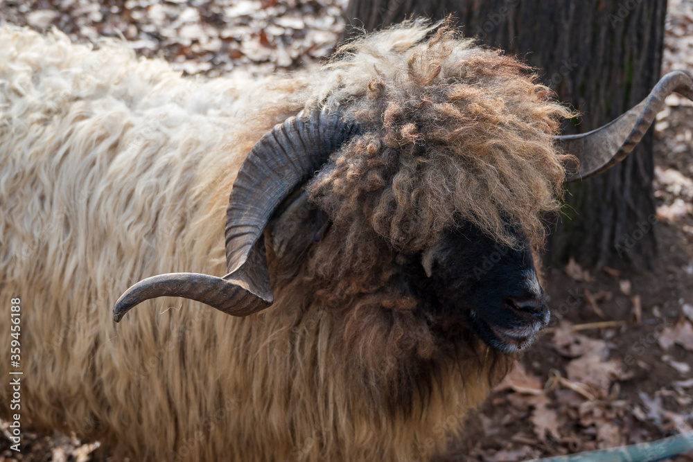 portrait with a big horn ram