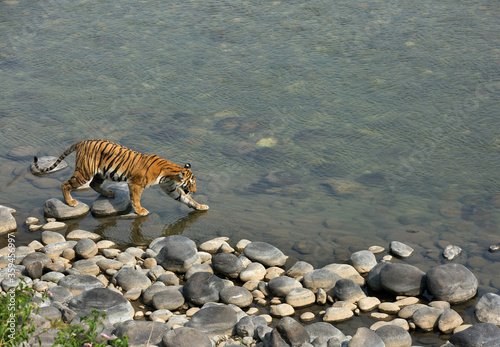 Tigress Parwali walking inside Ramganga river at Jim Corbett