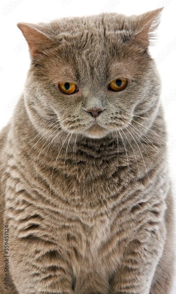 Fototapeta premium BRITISH SHORTHAIR LILAC SELF