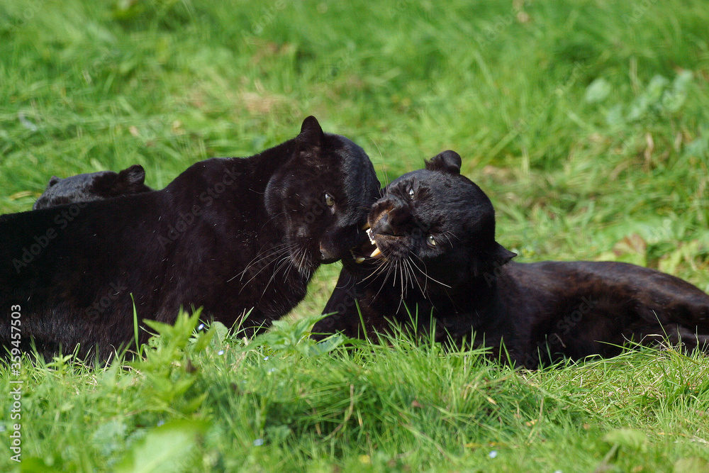 PANTHERE NOIRE panthera pardus PANTHERE NOIRE panthera pardus