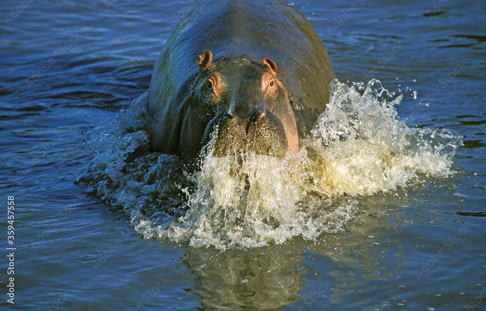Fototapeta premium HIPPOPOTAME hippopotamus amphibius
