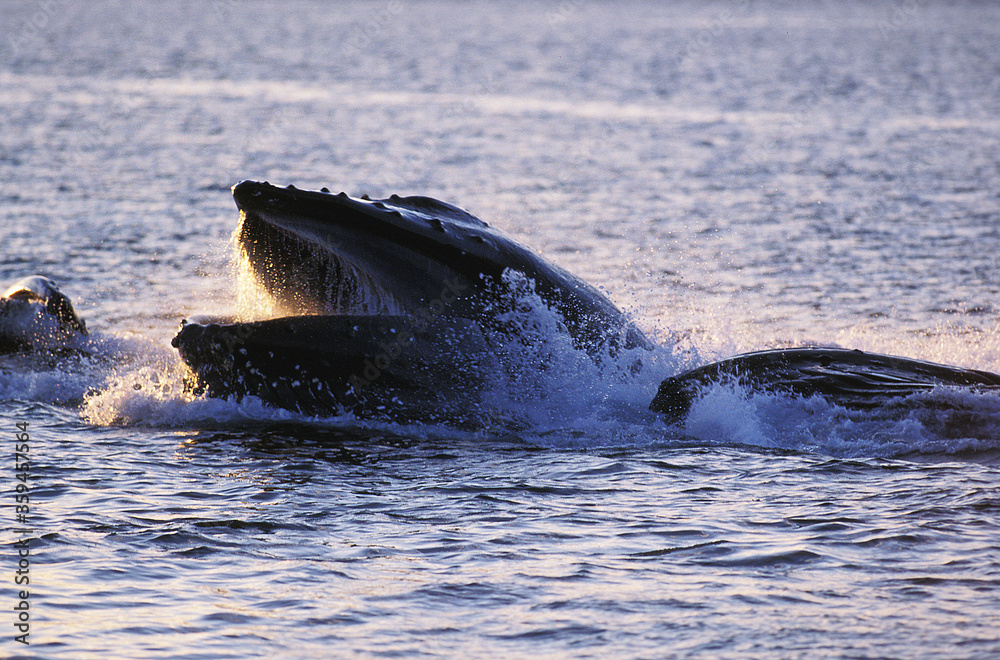 Fototapeta premium BALEINE A BOSSE megaptera novaeangliae