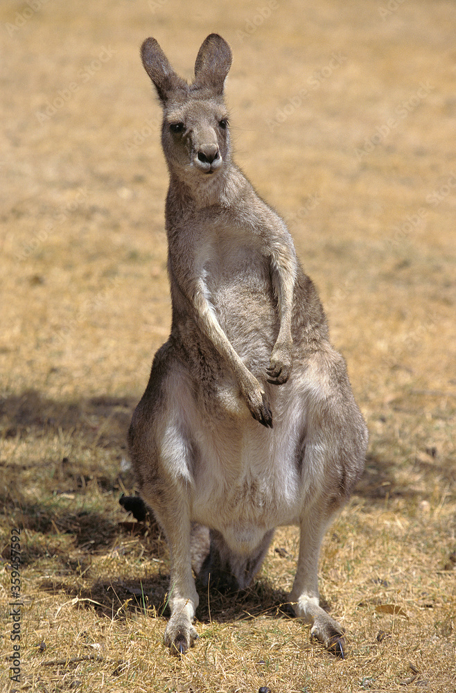 KANGOUROU GEANT macropus giganteus KANGOUROU GEANT macropus giganteus