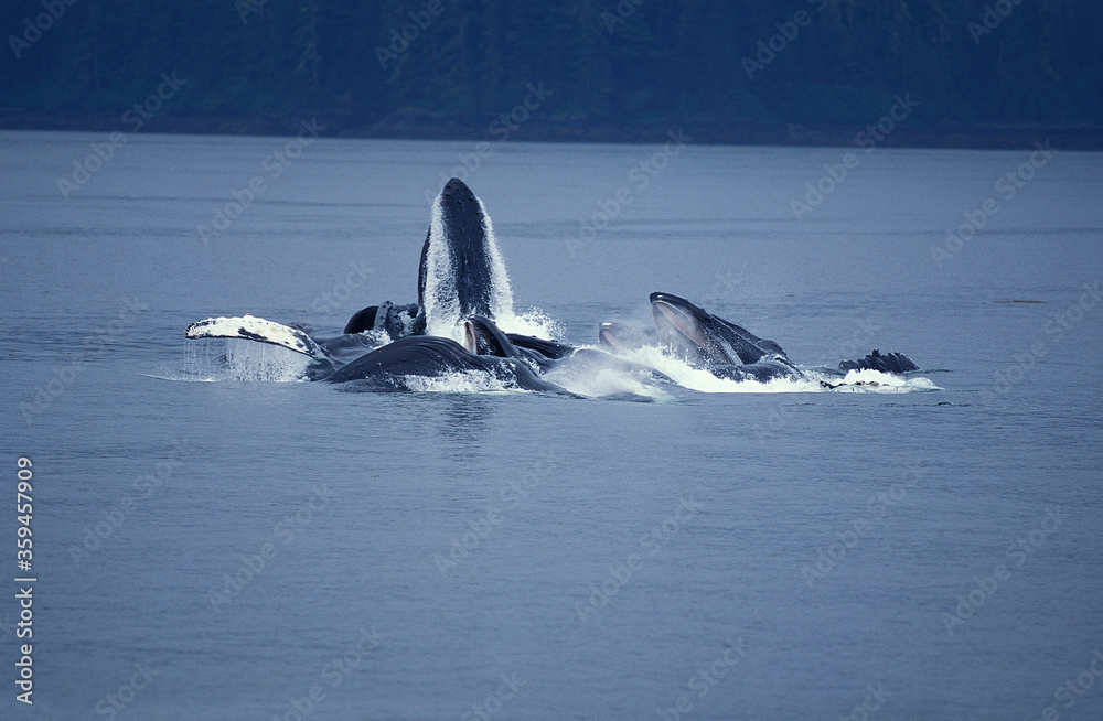 Naklejka premium BALEINE A BOSSE megaptera novaeangliae