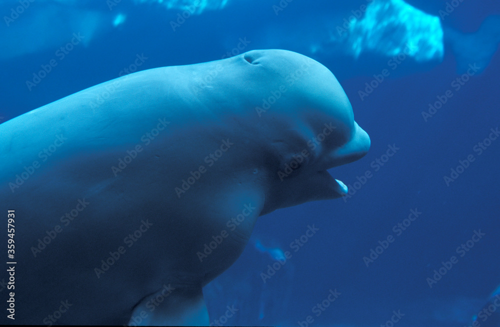 Fototapeta premium BELUGA delphinapterus leucas