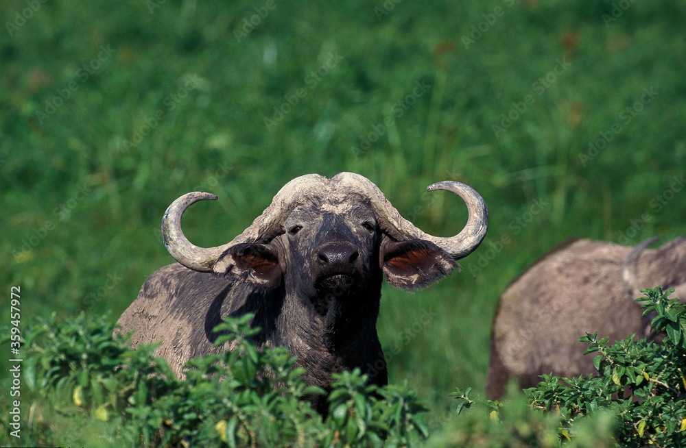 Naklejka premium BUFFLE D'AFRIQUE syncerus caffer