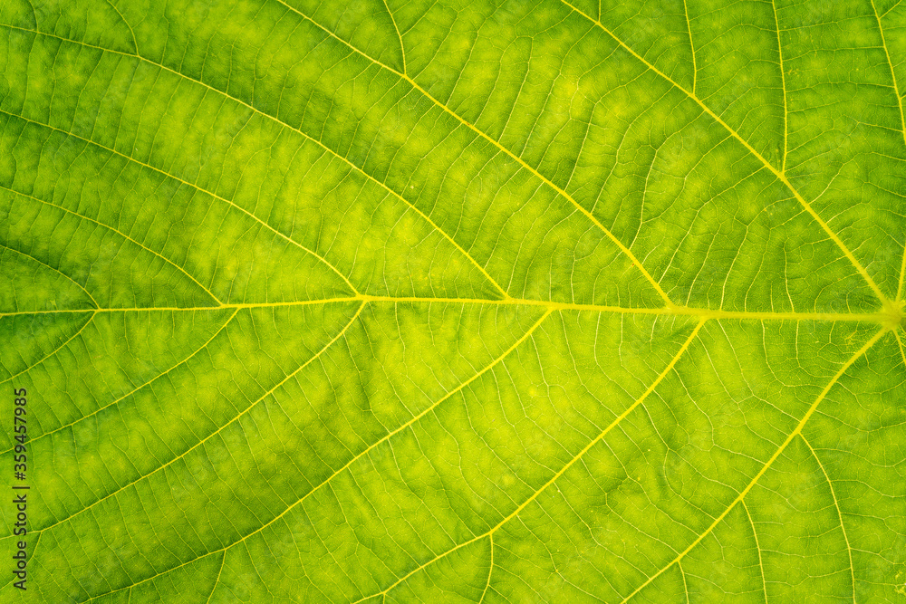 Fresh green leaf texture Fresh green leaf texture
