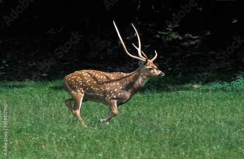 Photography CERF AXIS axis axis