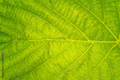 Fresh green leaf texture