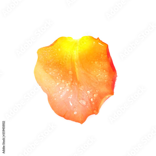One rose petal with drops of water isolated on a white background