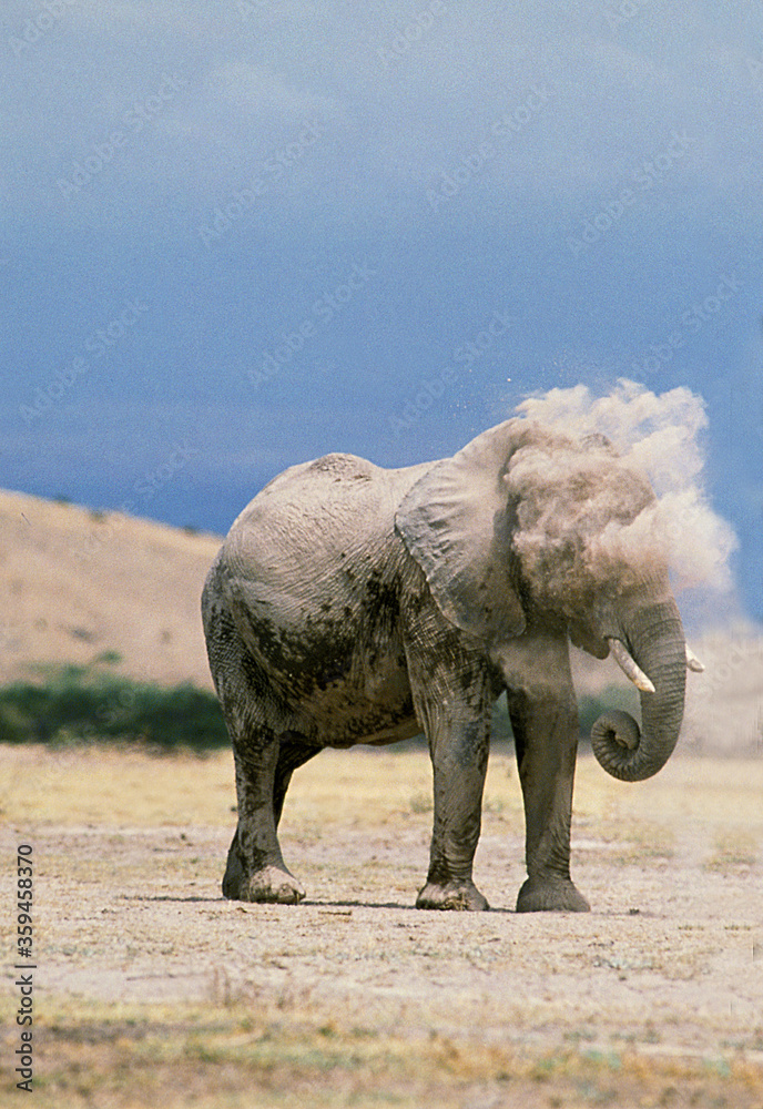Fototapeta premium ELEPHANT D'AFRIQUE loxodonta africana