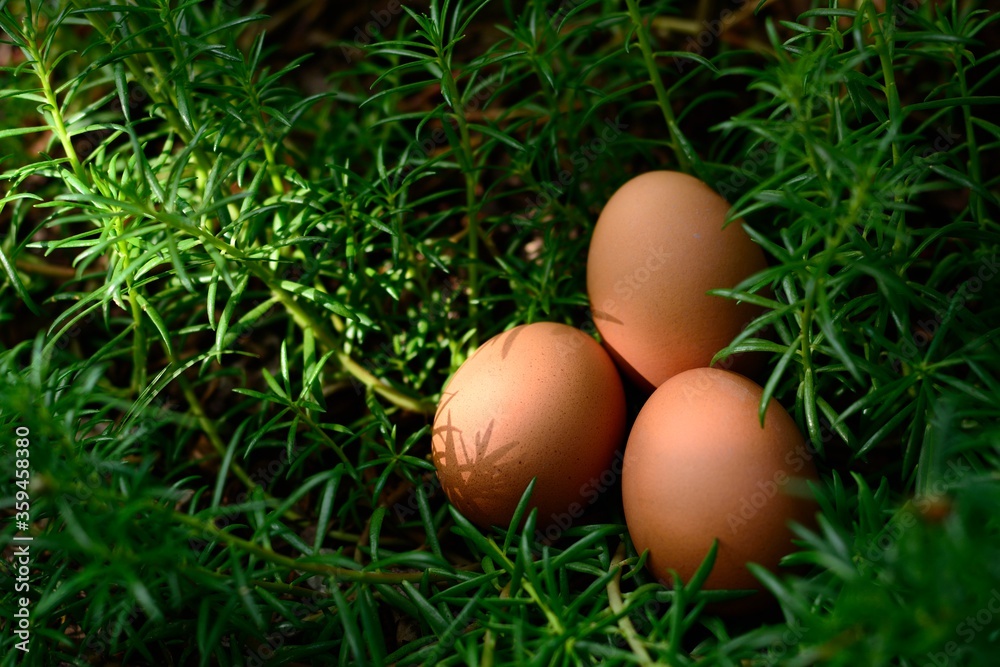 Eggs and moss rose plant with morning day light a simple idea photography. Eggs and moss rose plant with morning day light a simple idea photography.