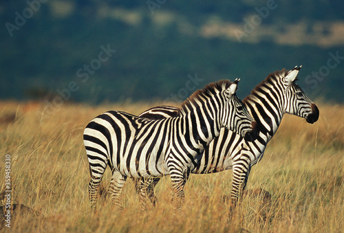 ZEBRE DE BURCHELL equus burchelli