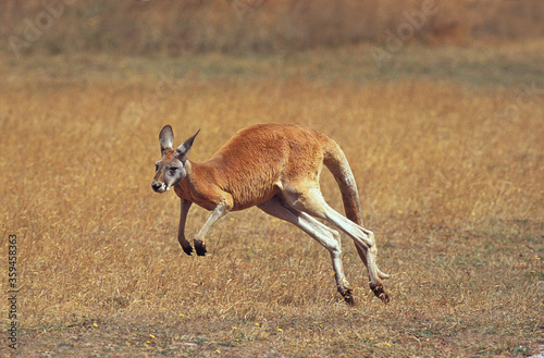 KANGOUROU ROUX macropus rufus photo