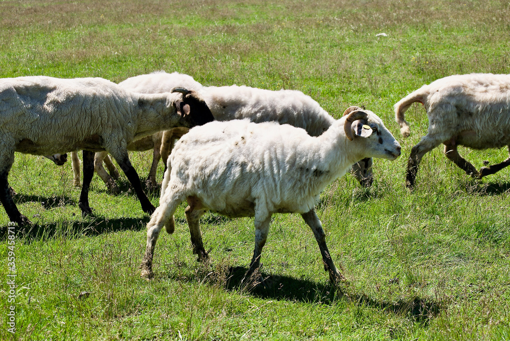 Obraz premium image of free sheeps in pasture into green land in Bulgaria 