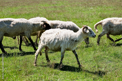 image of free sheeps in pasture into green land in Bulgaria 