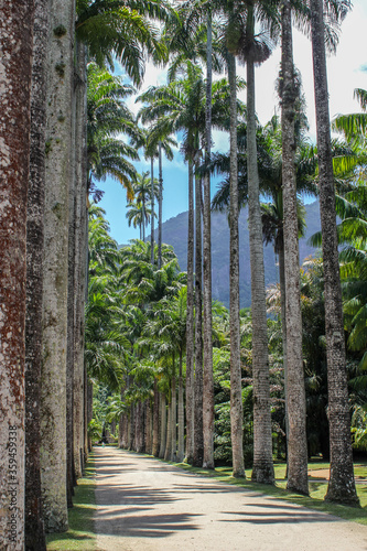 Palm trees at Jardim Botanico, Rio de Janeiro